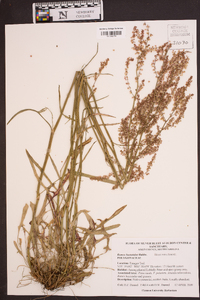 Rumex hastatulus image