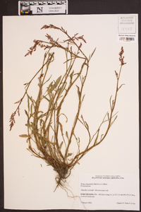 Rumex hastatulus image