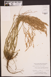 Rumex hastatulus image