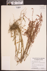 Rumex hastatulus image