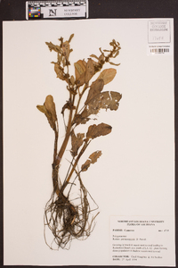 Rumex paraguayensis image