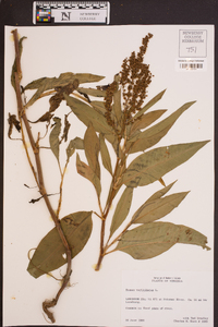 Rumex verticillatus image