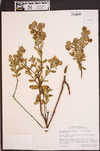 Hypericum stans image