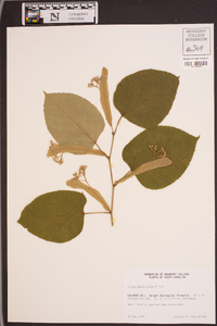 Tilia americana var. caroliniana image