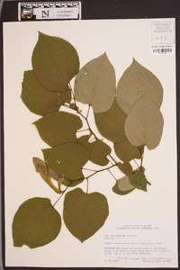 Tilia heterophylla image