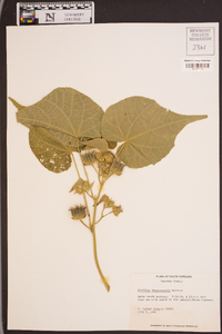 Abutilon theophrasti image