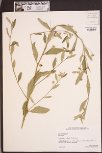 Sida rhombifolia image