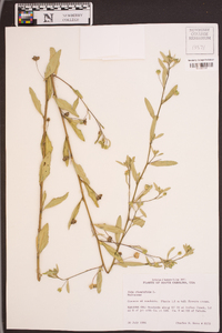 Sida rhombifolia image