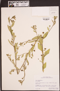 Sida rhombifolia image