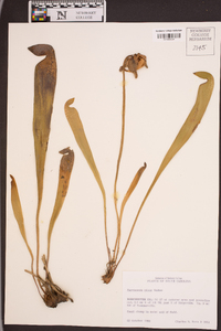 Sarracenia minor image