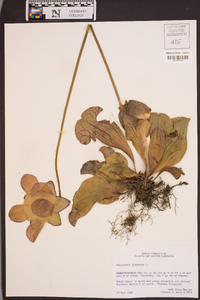 Sarracenia purpurea image