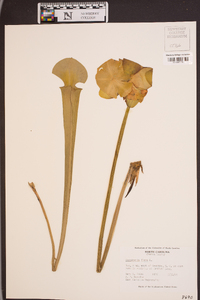 Sarracenia flava image