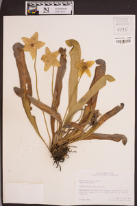 Sarracenia minor image