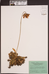 Sarracenia psittacina image