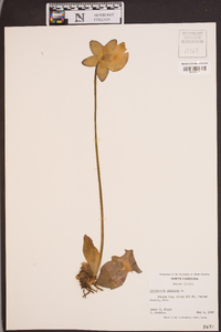 Sarracenia purpurea image