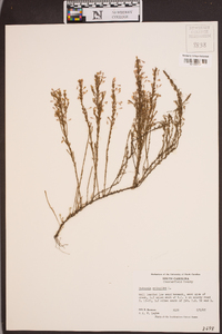 Hudsonia ericoides image