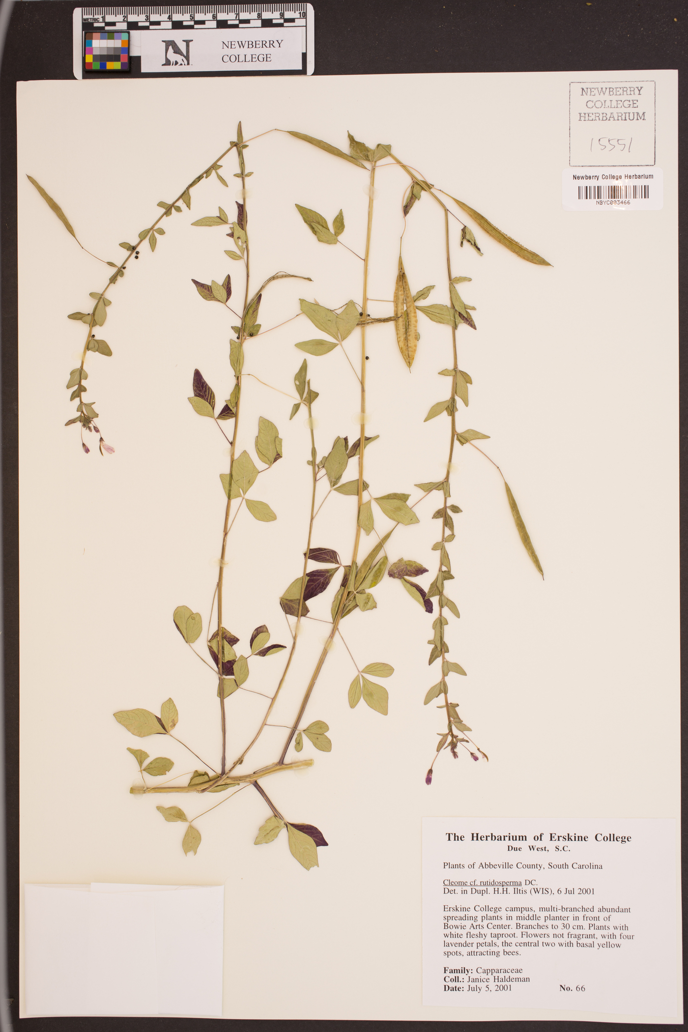 Cleome rutidosperma image