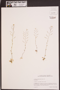 Arabidopsis thaliana image