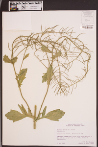 Brassica juncea image