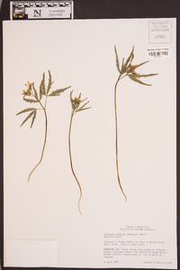 Cardamine diphylla image