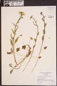 Cardamine bulbosa image