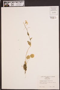 Cardamine bulbosa image