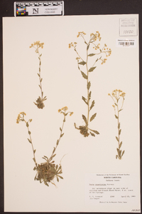 Draba ramosissima image