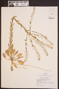 Lepidium campestre image