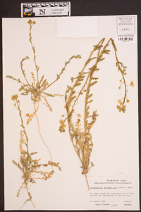 Paysonia grandiflora image