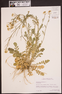 Sisymbrium altissimum image