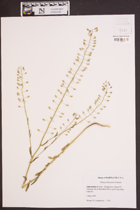 Thlaspi alliaceum image