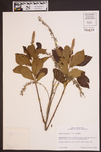 Clethra alnifolia var. alnifolia image