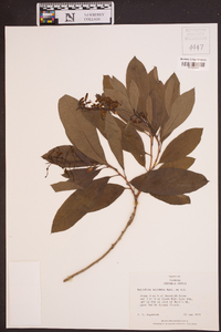 Elliottia racemosa image