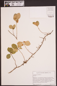 Gaultheria procumbens image