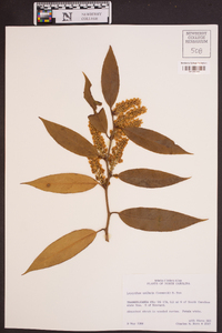 Leucothoe axillaris image