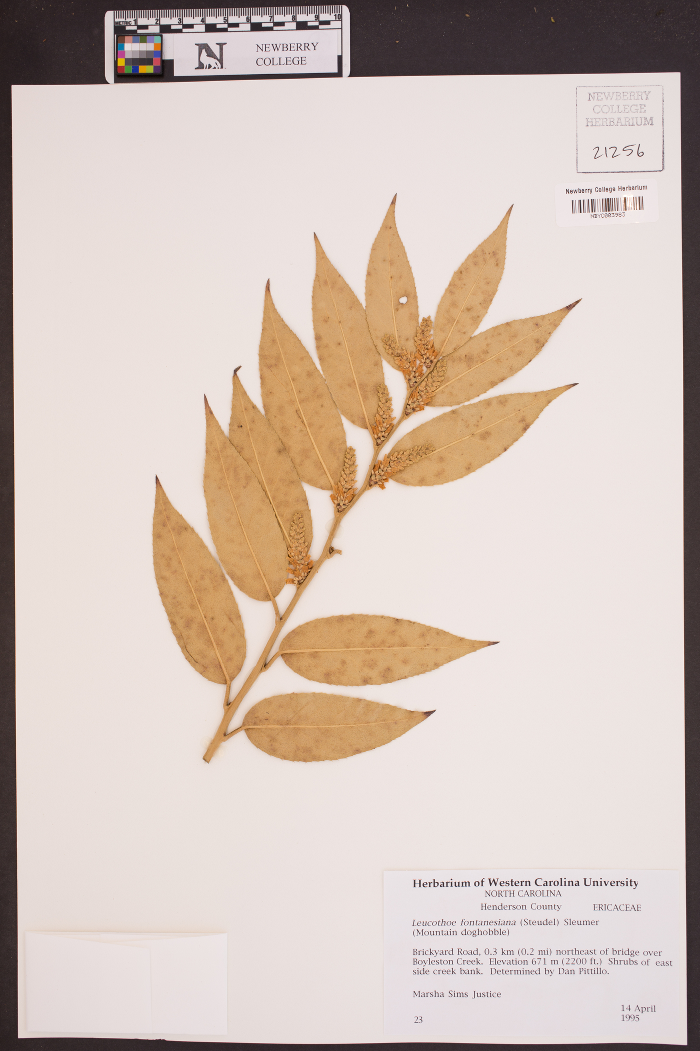Leucothoe fontanesiana image