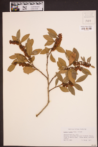 Lyonia lucida image