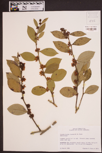 Lyonia lucida image