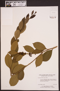 Lyonia lucida image