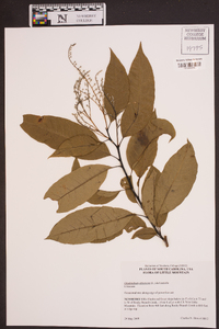 Oxydendrum arboreum image