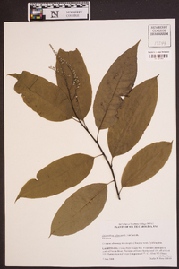 Oxydendrum arboreum image