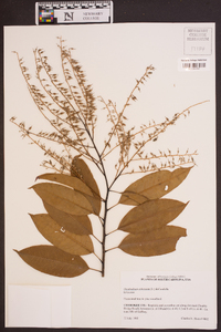 Oxydendrum arboreum image