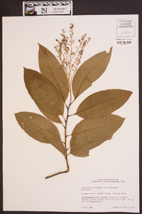 Oxydendrum arboreum image