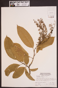 Oxydendrum arboreum image