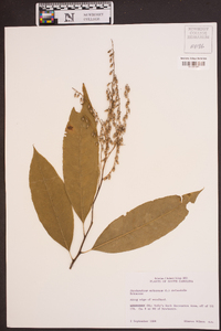 Oxydendrum arboreum image