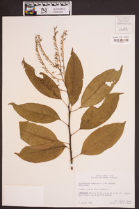 Oxydendrum arboreum image