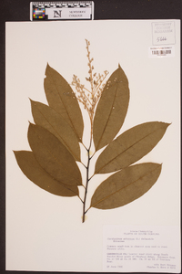 Oxydendrum arboreum image