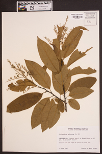 Oxydendrum arboreum image