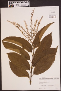 Oxydendrum arboreum image