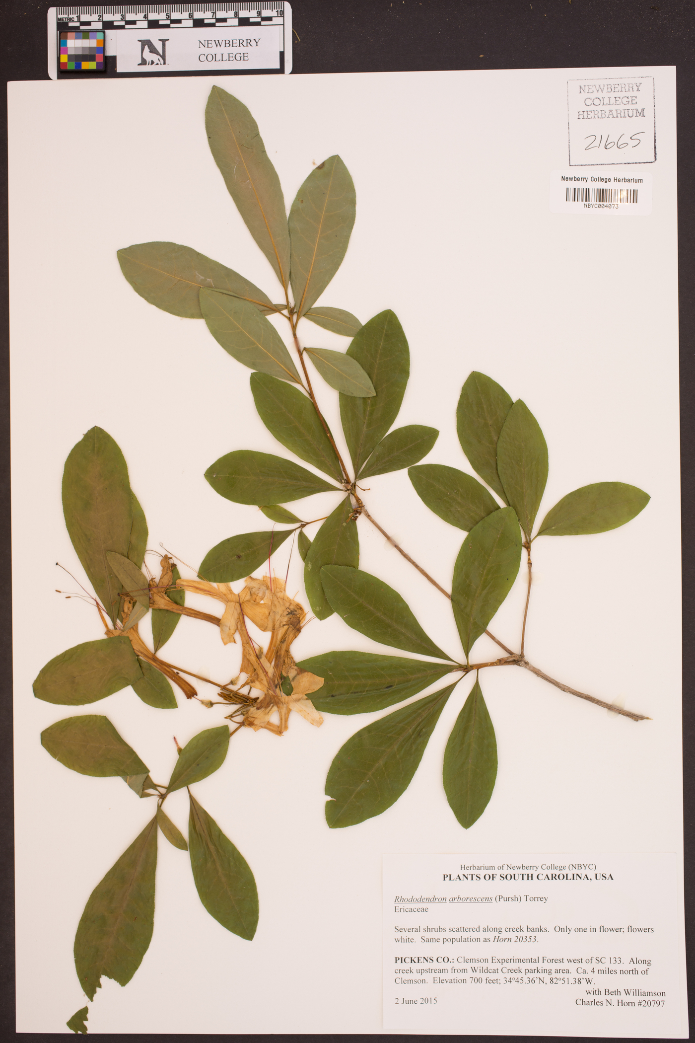 Rhododendron arborescens image